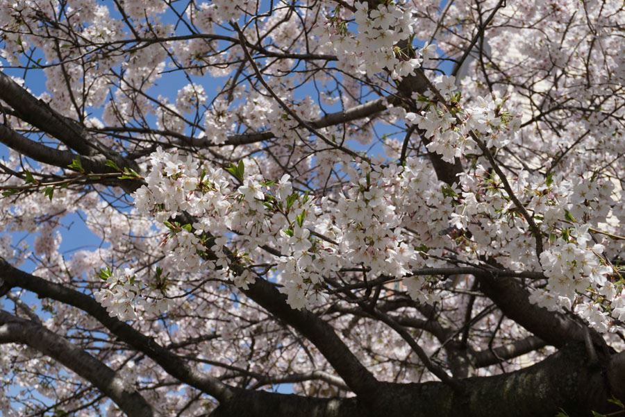 Tree with white flowers