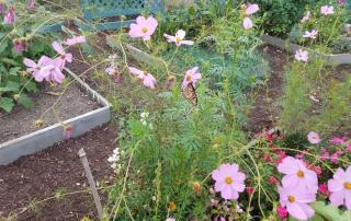 Flowers in the Community Garden